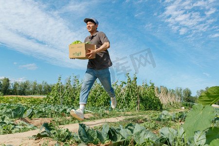 虫洞穿梭摄影照片_穿梭在田地间的快递员