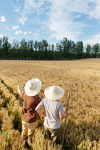 背影摄影照片_科研人员和农民在麦田里交流技术的背影