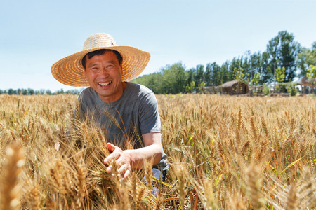 农民种植摄影照片_麦田里农民洋溢着丰收的喜悦