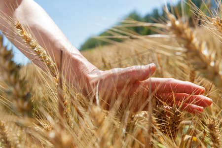 小麦麦穗摄影照片_麦田里轻抚麦穗的农民手部特写