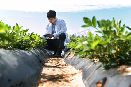 农业人员摄影照片_科研人员在菜地里研究