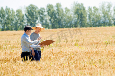 农民丰收粮食摄影照片_科研人员和农民在麦田里交流技术