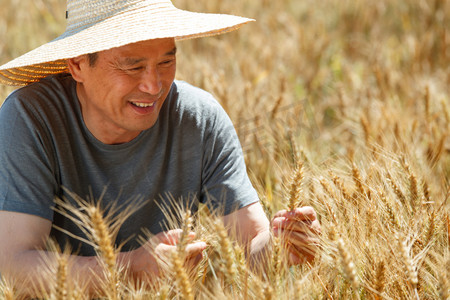 麦田里观察稻谷的农民