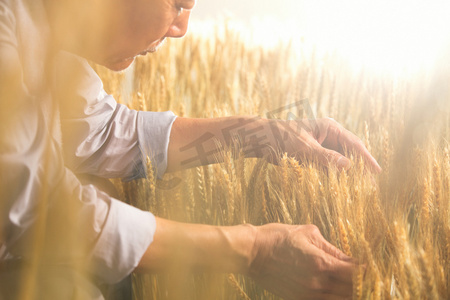 农业活动摄影照片_农民在麦田里查看小麦
