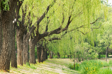 柳树风景摄影照片_公园里的树林