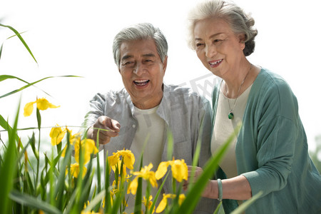 老年夫妇在公园里欣赏花卉