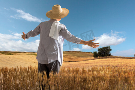 徽州农田摄影照片_农民在麦田里查看小麦