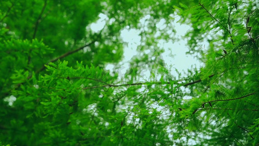 大自然绿色森林逆光仰拍