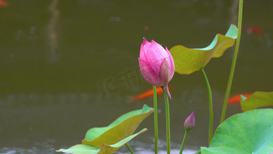 锦鲤附体印章摄影照片_夏季荷花塘荷花花蕊