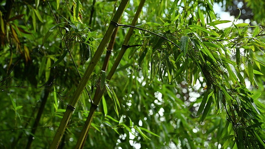 几片竹叶摄影照片_雨中竹子竹叶雨滴自然风景