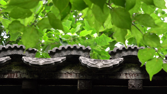 实拍夏天绿荫遮屋顶景色