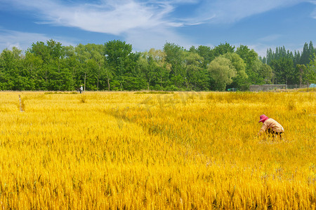 小麦麦穗摄影照片_芒种初夏金黄色的麦田摄影图配图