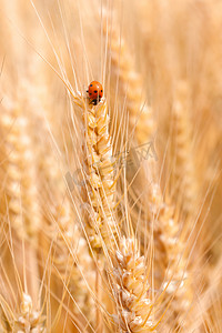 小麦摄影照片_芒种金黄色小麦麦穗上的瓢虫摄影图配图