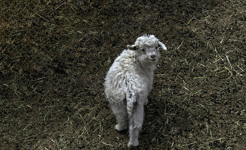 小羊上午羊夏季素材摄影图配图