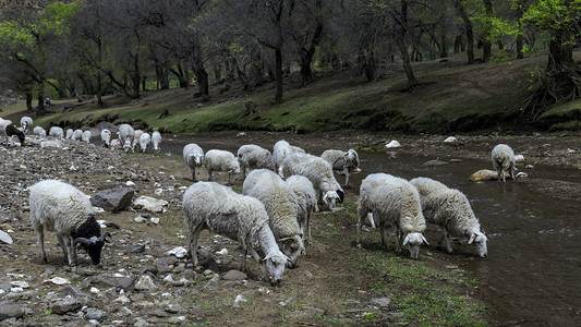 高山河流牧场羊群上午羊群夏季素材摄影图配图