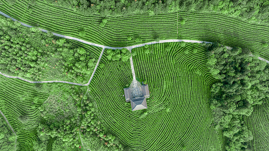 绿色茶山摄影照片_茶海航拍上午茶山室外航拍摄影图配图