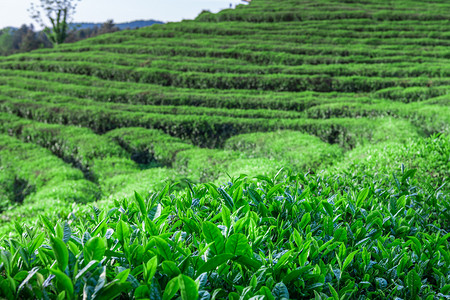 茶园日出摄影照片_茶园特写上午茶叶室外风景摄影图配图