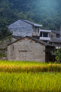农村稻谷摄影照片_瑞安市农村老房屋摄影图配图