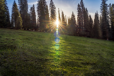 新疆伊犁那拉提草原的森林日落摄影图配图