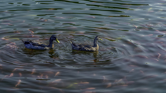 双鸭戏水上午野鸭夏季素材摄影图配图