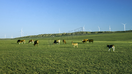 放牧图摄影照片_草原夏日牛群放牧下午牛群夏季素材摄影图配图