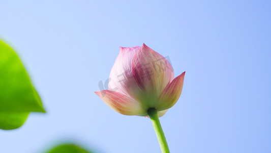 蓝天荷花花苞夏天风景