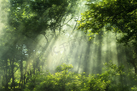 米黄色自然风景摄影照片_树林里的阳光摄影图配图森林