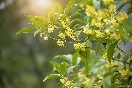 山楂桂花茶摄影照片_树上的桂花花朵摄影图配图