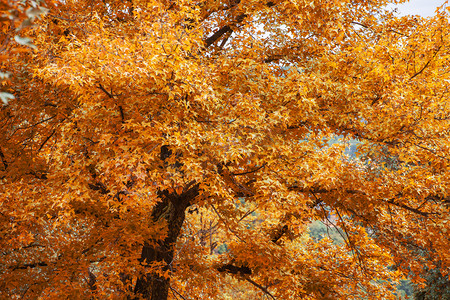 金黄色的树叶摄影图配图