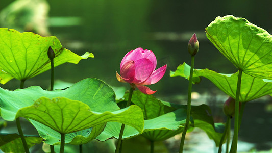 中国风花编摄影照片_夏季夏天盛开的荷花在池塘随风摇摆空境