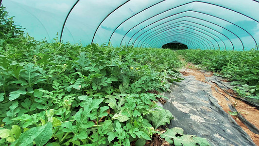 实拍夏季夏天水果西瓜塑料大棚养殖西瓜地农业