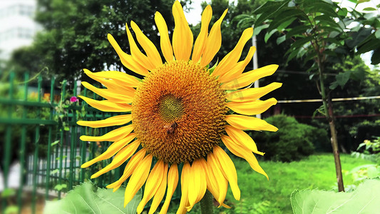 实拍夏季风景向日葵花