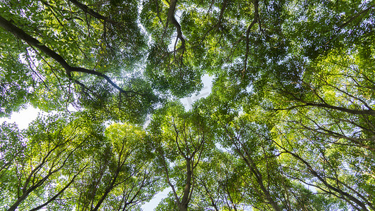 夏天绿色森林树林仰拍风光摄影图配图