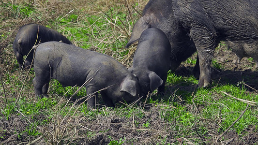 猪摄影照片_山村散养黑猪养殖业土猪畜牧业