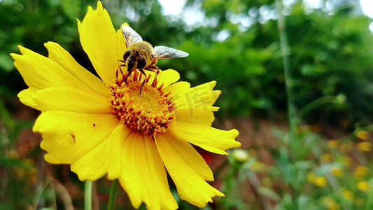 蜜蜂采花摄影照片_花丛中蜜蜂采蜜