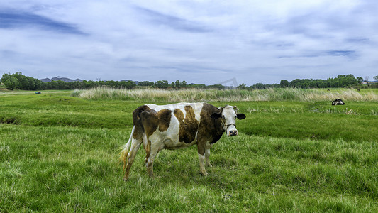 草地青草摄影照片_内蒙古高山牧场青草牛上午牛夏季素材摄影图配图