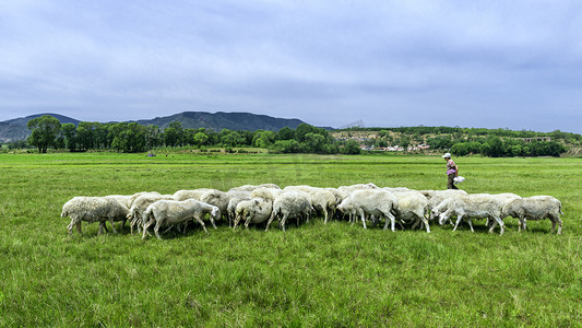 夏季高山牧场羊群上午羊群夏季素材摄影图配图
