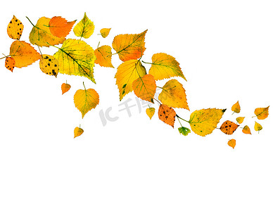 干树叶摄影照片_秋天的树叶落在白色隔离