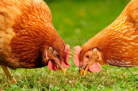 agronegocios摄影照片_国内鸡吃谷物和草