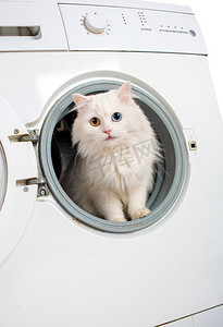 清洗机和猫