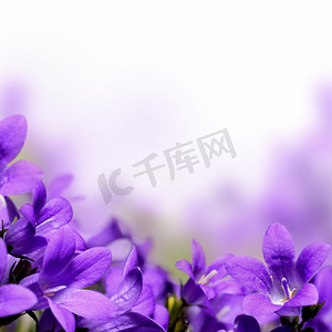kwiaty摄影照片_风铃的春天的花朵设计边框背景