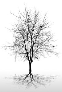 在白色背景上孤立的死树的分支