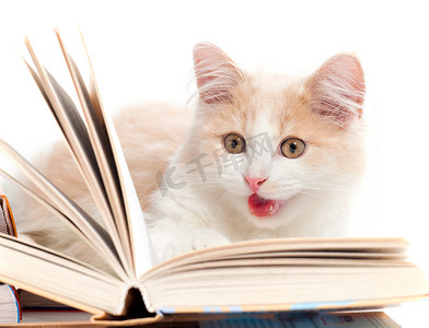 小小的猫读一本书