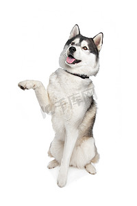 乞讨摄影照片_西伯利亚雪橇犬