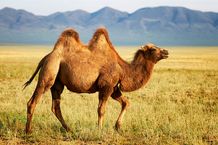 一头骆驼在蒙古