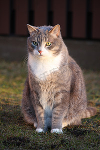 在花园里的灰色猫肖像