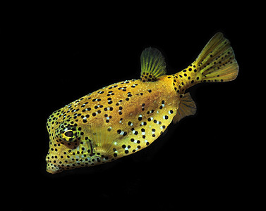 黄色背景框摄影照片_海洋鱼类、 热带珊瑚鱼、 黑色背景上的黄色框河豚鱼