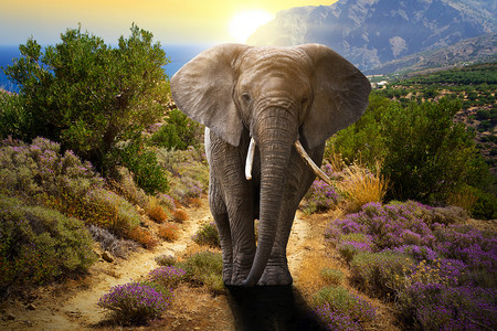 大象耳朵摄影照片_走在路上的大象