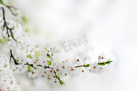 在一根树枝在灰色的背景上的白色春天的花朵关闭