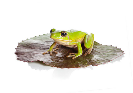 坐在叶子上的青蛙摄影照片_叶上孤立的青蛙
